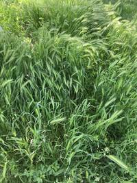 Natur in Edschmiadsin